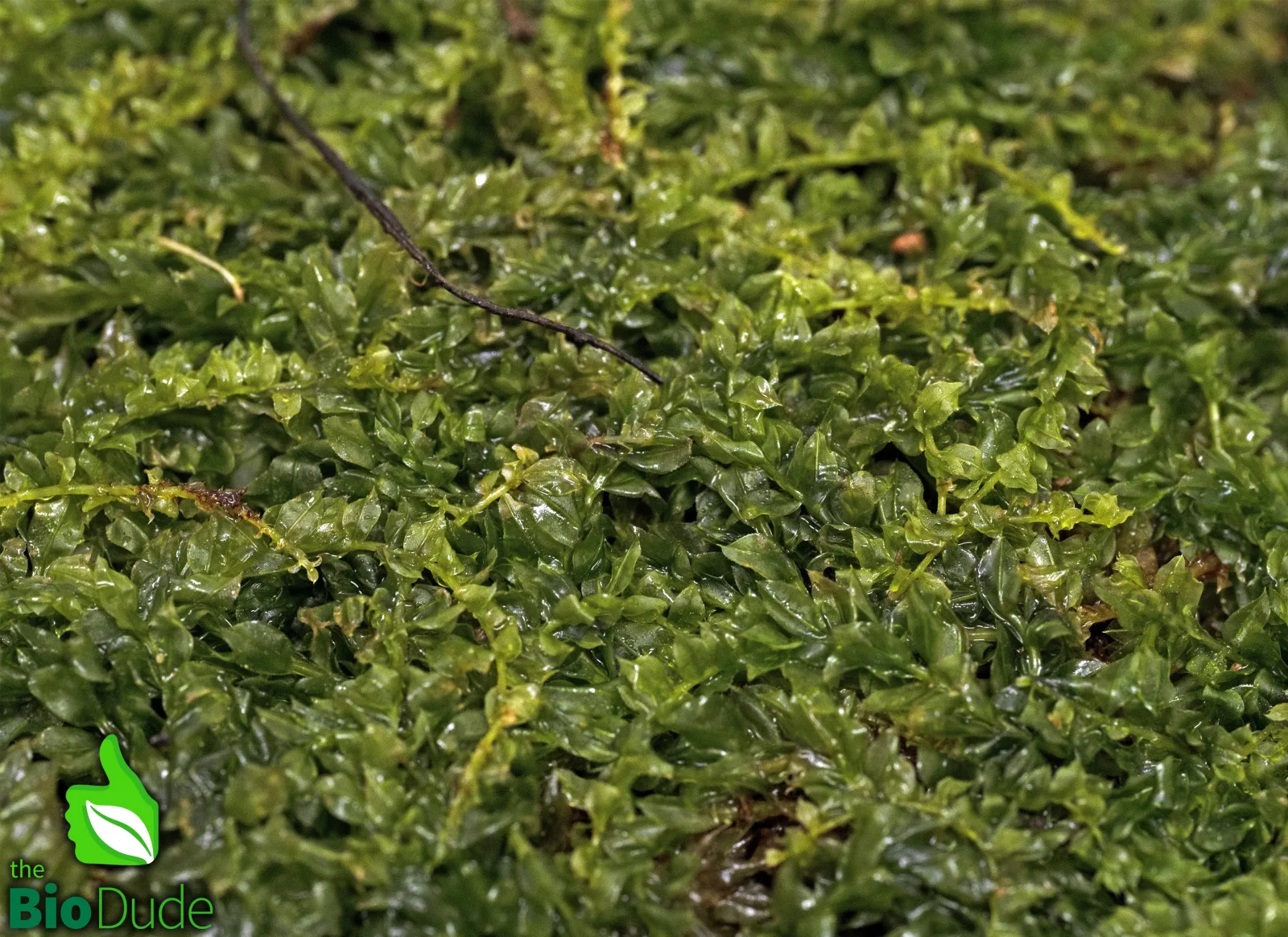 Live Hand-Propagated Plagiomnium Moss