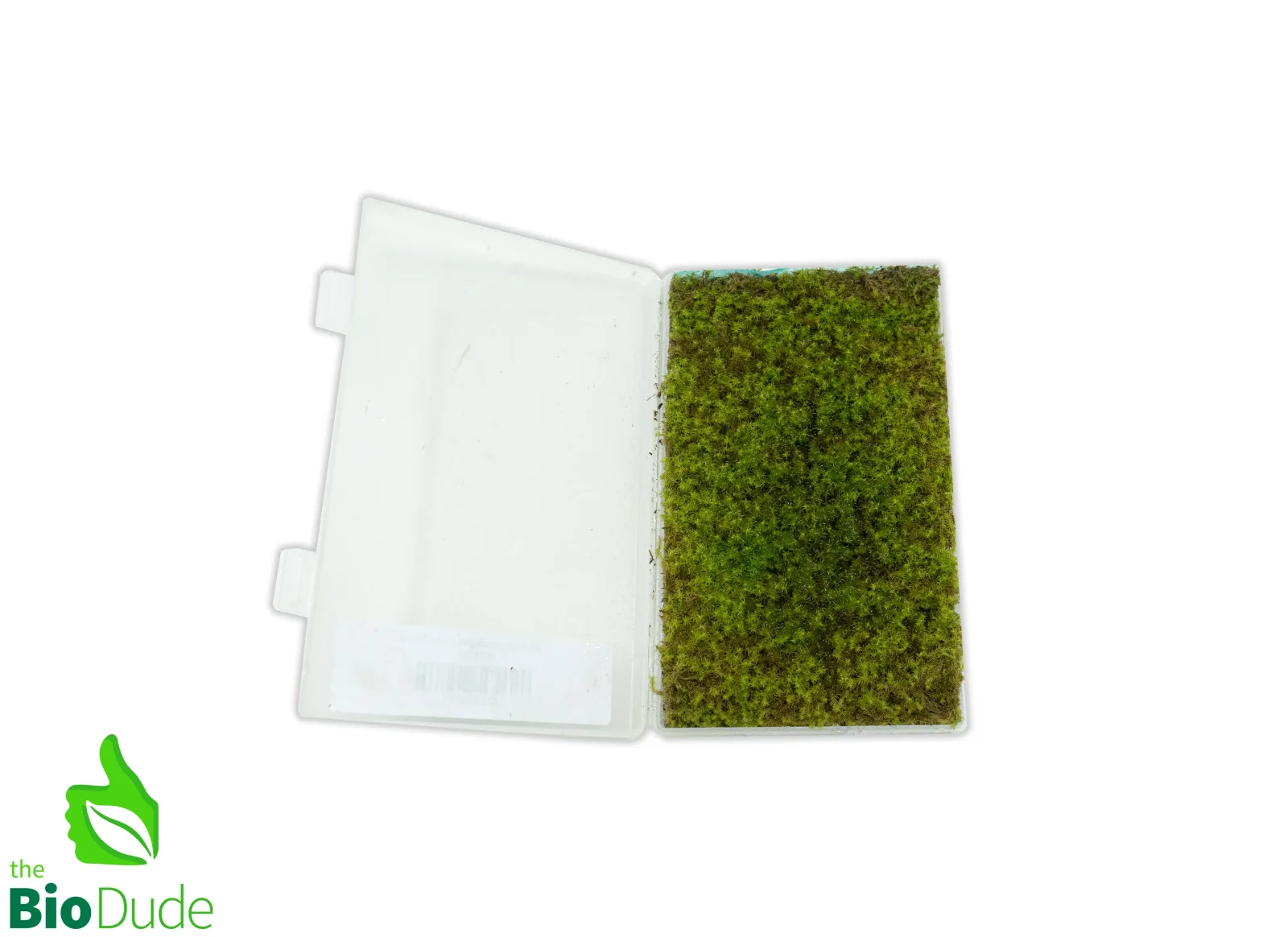 Live Hand-Propagated Star Moss - Image 2