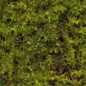 Live Hand-Propagated Star Moss