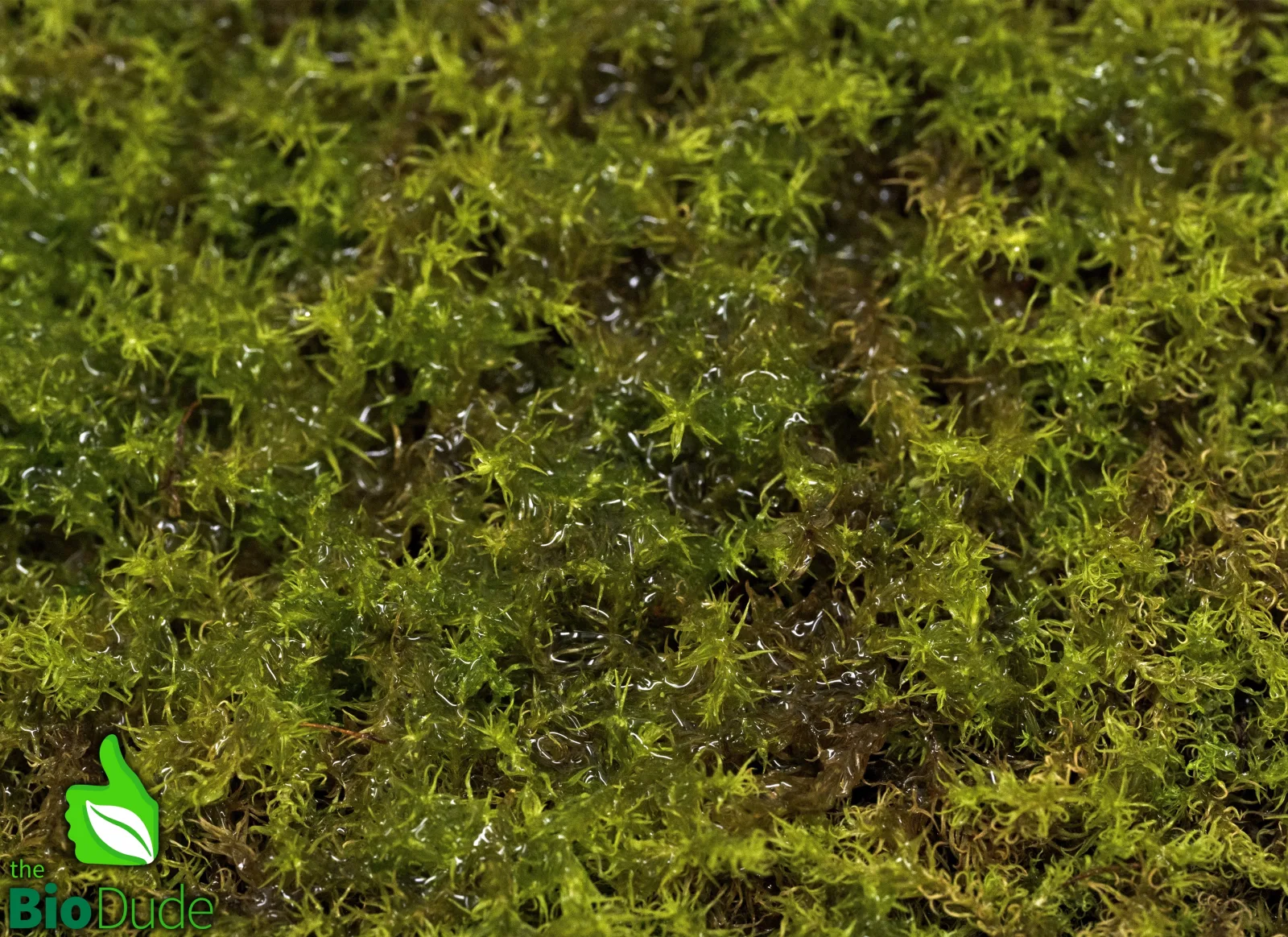 Live Hand-Propagated Star Moss