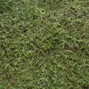 Live Hand-Propagated Wichurae Moss