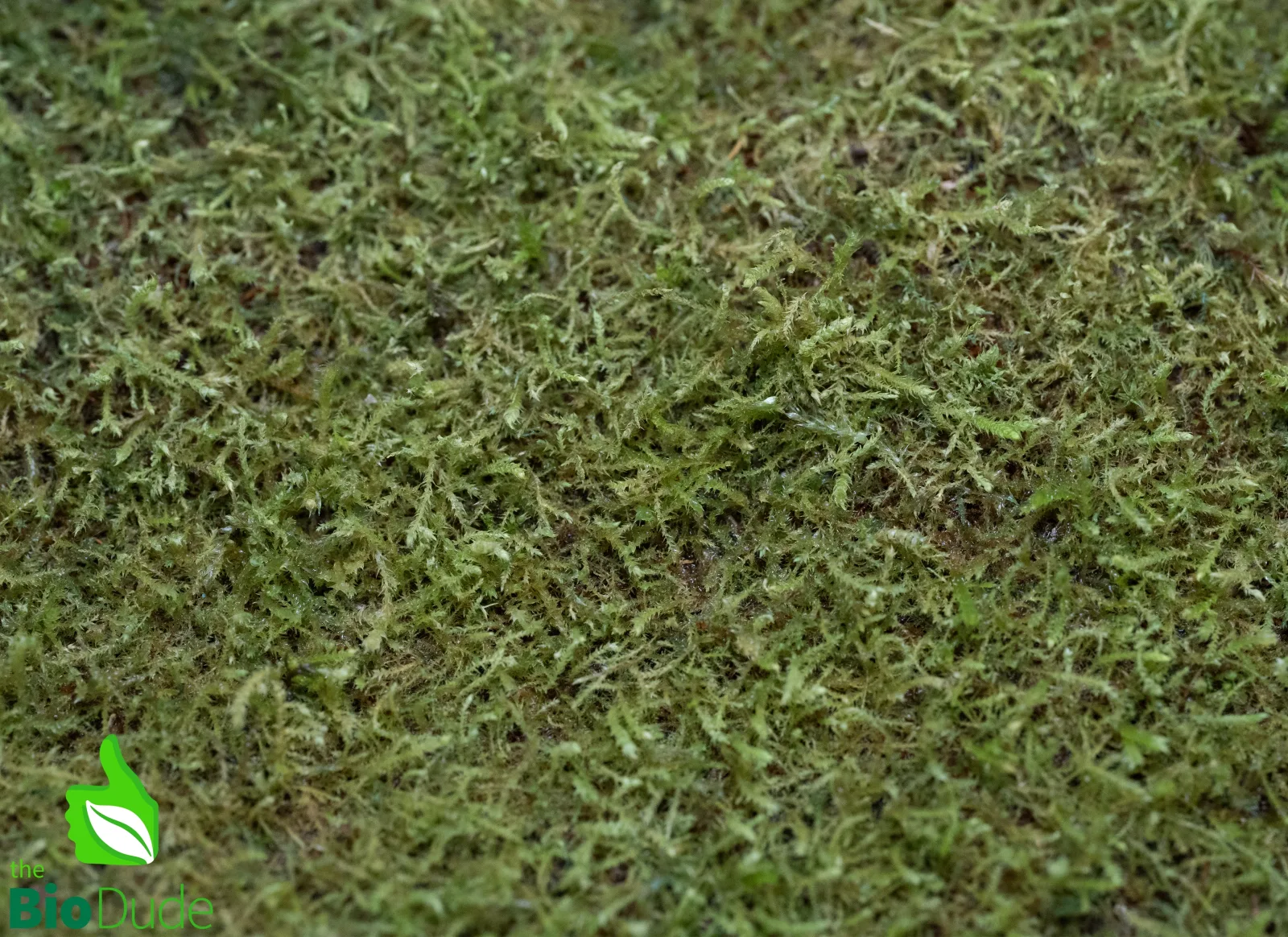 Live Hand-Propagated Wichurae Moss