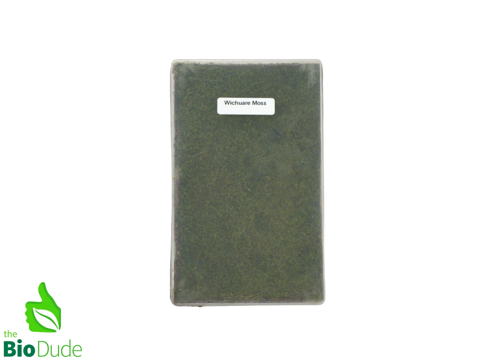Live Hand-Propagated Wichurae Moss - Image 2