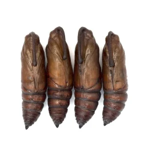 Live Hornworm Moth Pupa Sexed Pair (Manduca sexta)