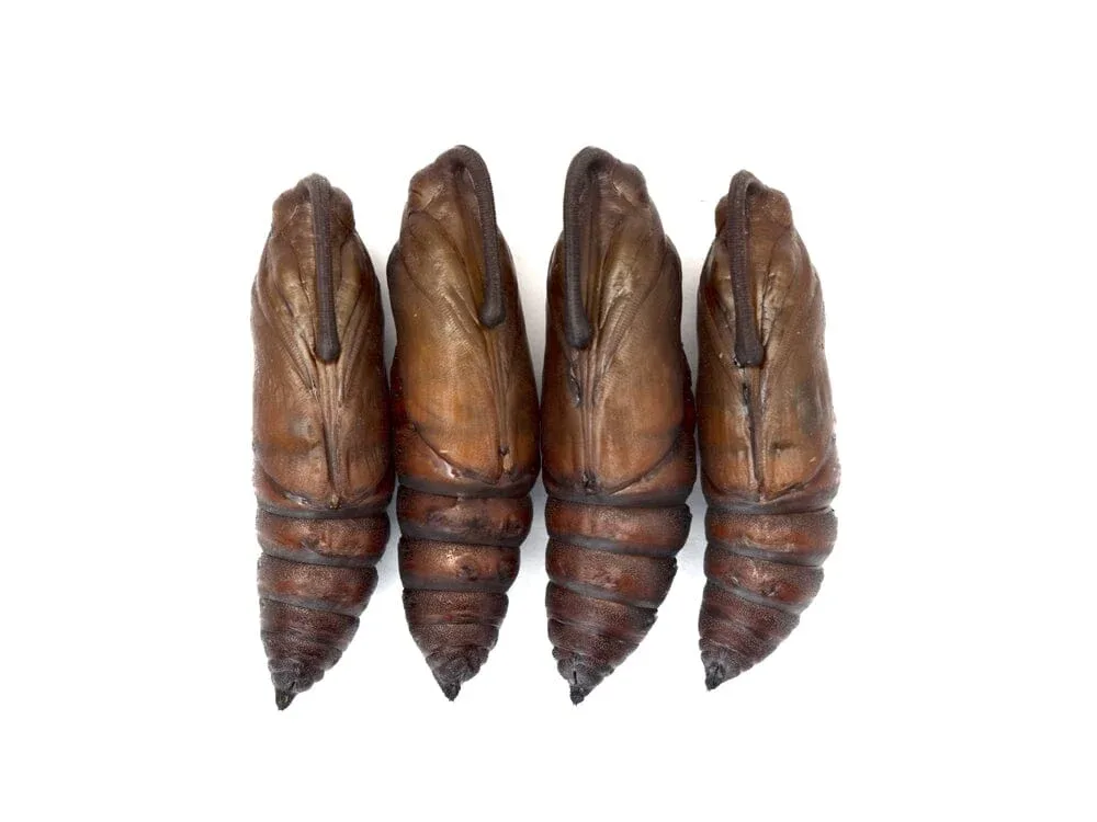 Live Hornworm Moth Pupa Sexed Pair (Manduca sexta)