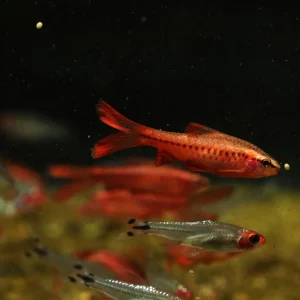 Long Fin Cherry Barb Fish