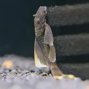 Long Finned Green Dragon Bristlenose Pleco (Ancistrus sp.) USA Bred