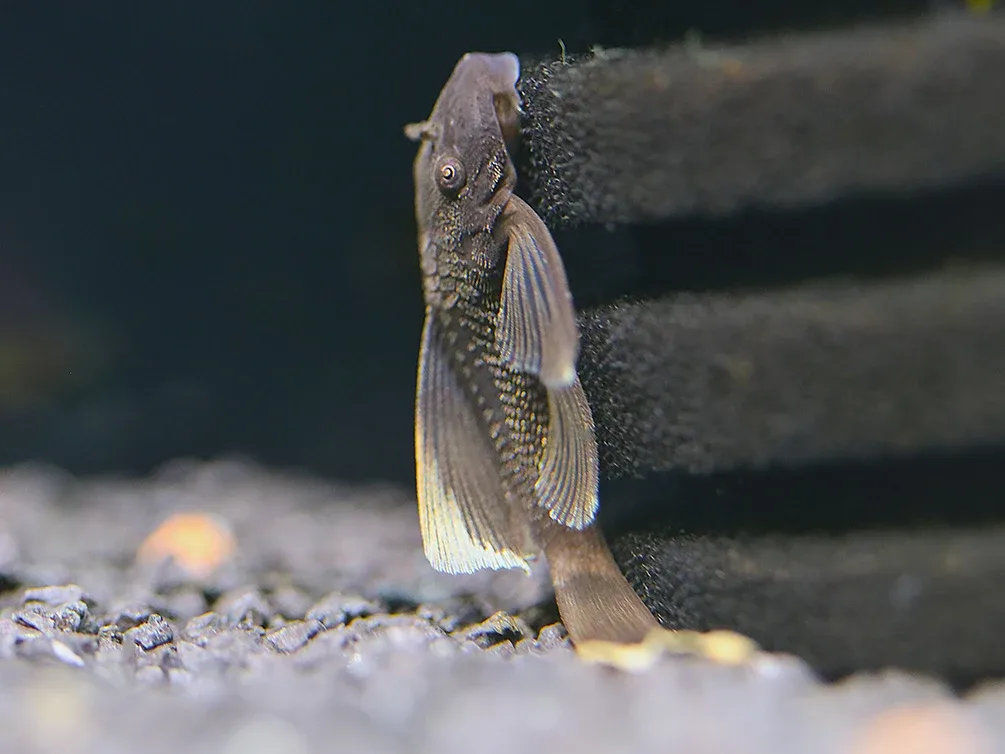 Long Finned Green Dragon Bristlenose Pleco (Ancistrus sp.) USA Bred