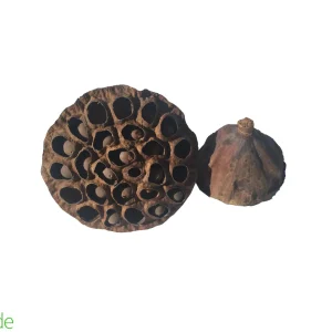 Lotus Seed Pod for Terrariums & Vivariums