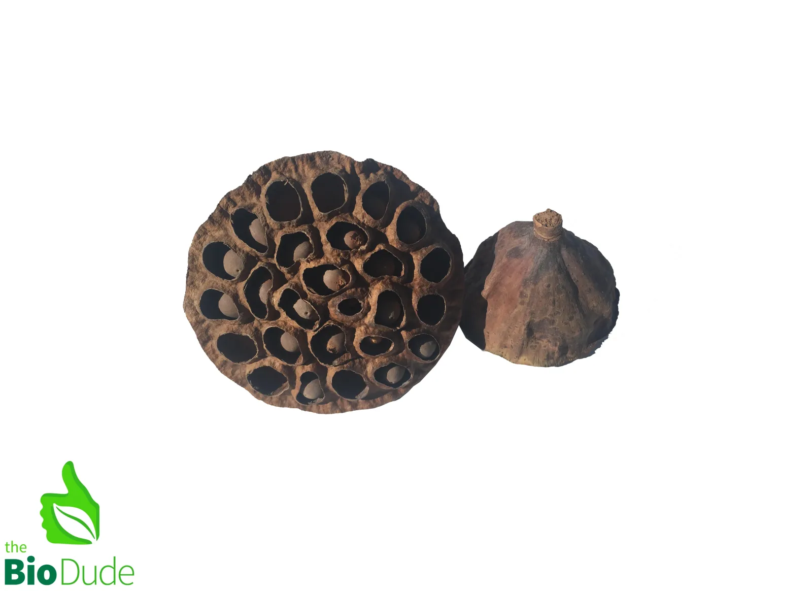 Lotus Seed Pod for Terrariums & Vivariums
