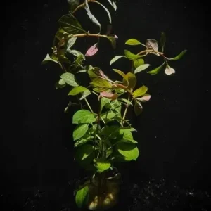 Ludwigia Dark Red