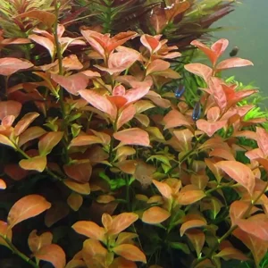 Ludwigia Ovalis Aquatic Plant