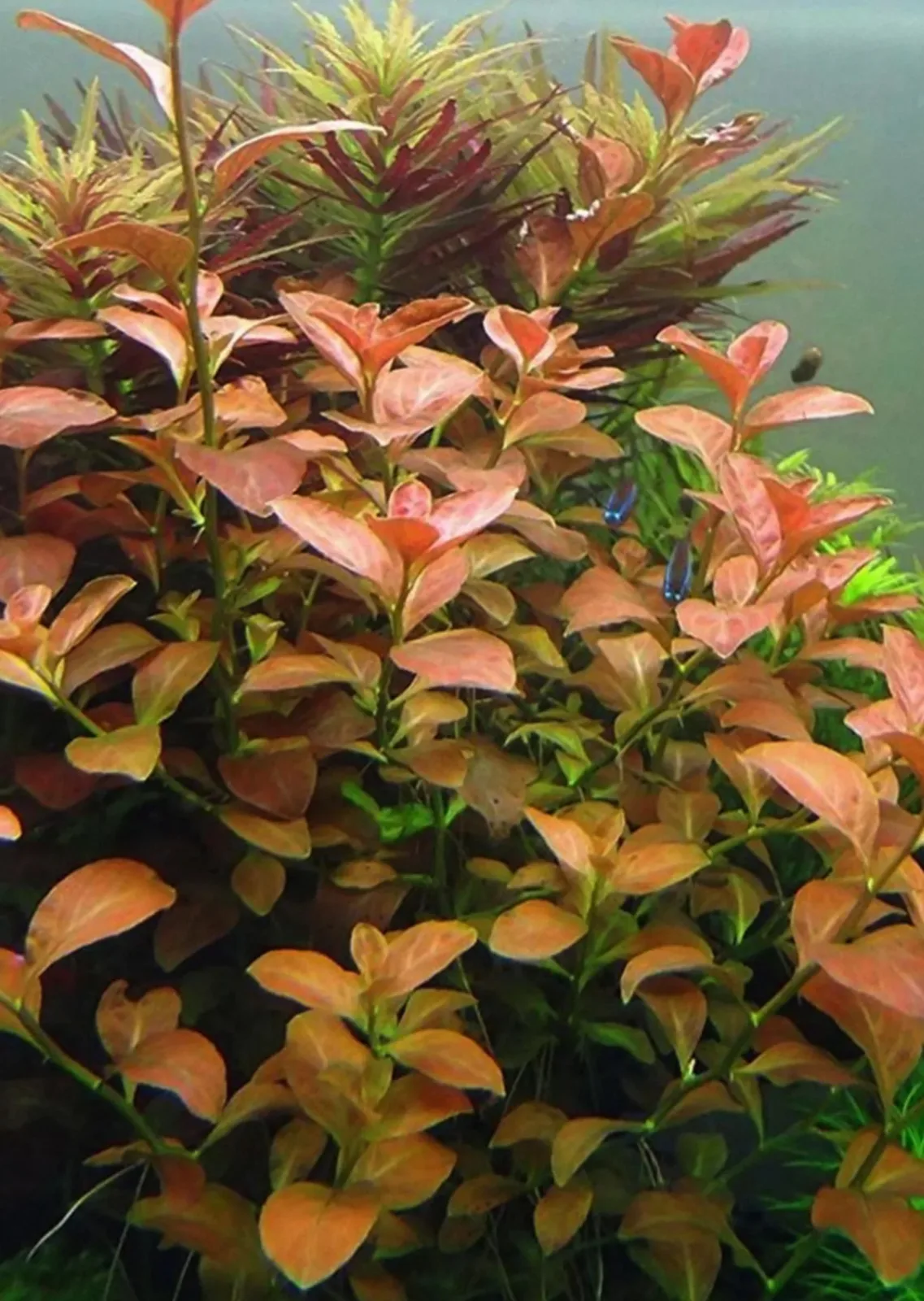 Ludwigia Ovalis Aquatic Plant