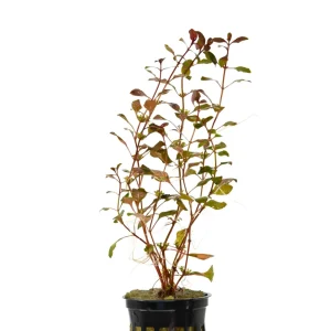 Ludwigia Palustris Red
