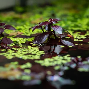 Ludwigia Palustris Super Red Mini