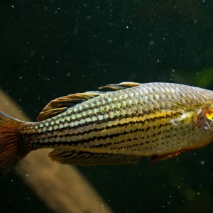 Maccullochi Rainbow Fish