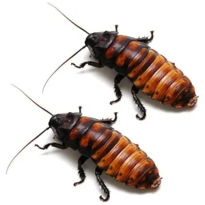 Madagascar Hissing Cockroach Adult Pairs