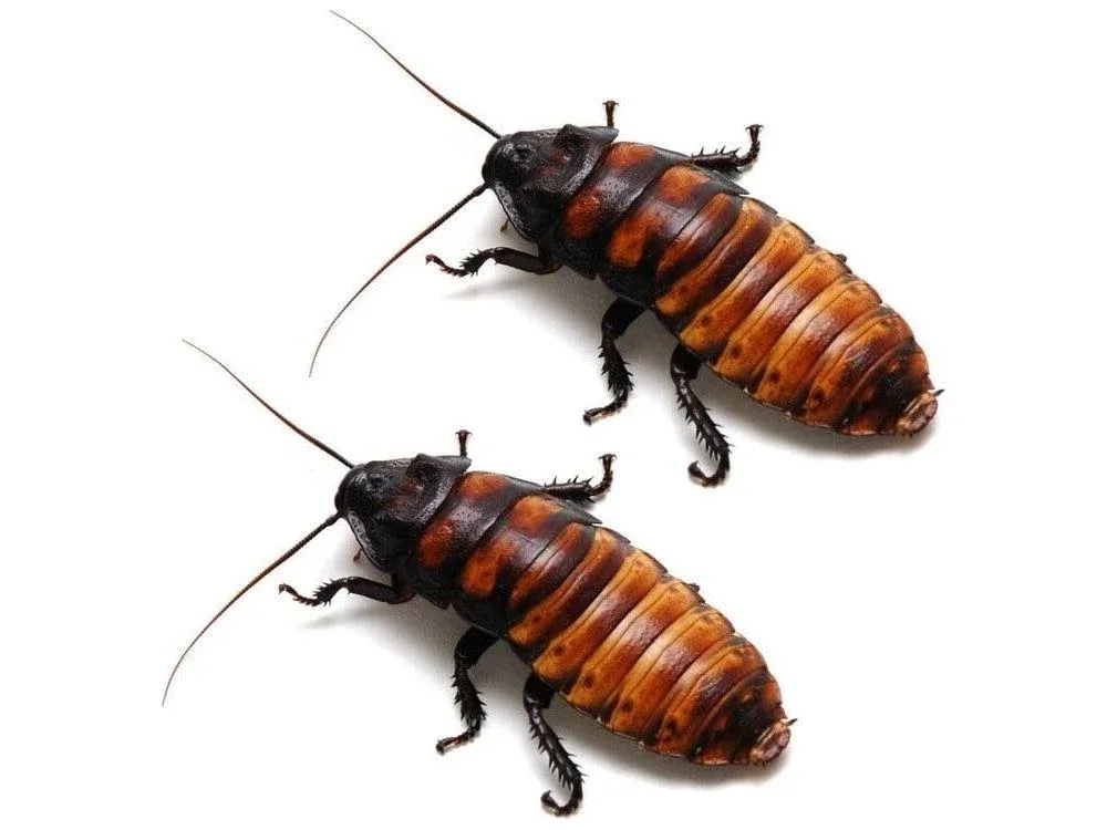Madagascar Hissing Cockroach Adult Pairs