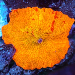 Magma Jawbreaker Discosoma Mushroom Coral WYSIWYG - SAQ Coral Farm