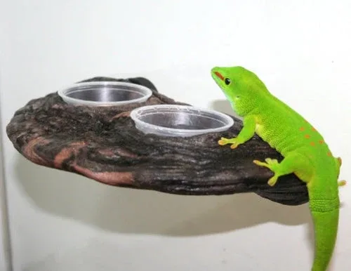 Magnaturals Gecko Ledge - Earth w/ two cups