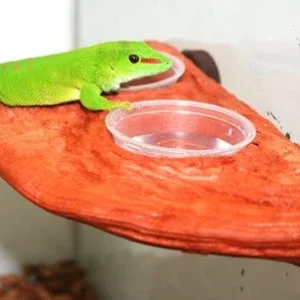 Magnaturals Gecko Ledge - Mojave w/ two cups