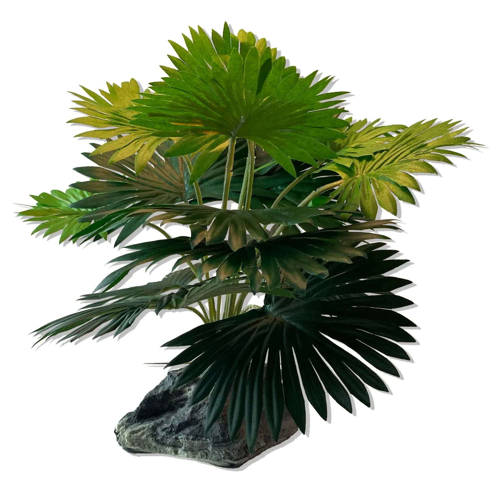Magnaturals Mini Fan Palm