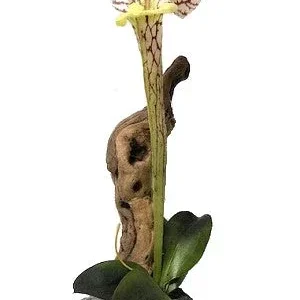 Magnaturals Pitcher Plant with Driftwood