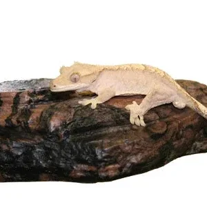Magnaturals Sm Rock Ledge Earth