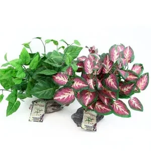 Magnaturals Tropical Plant on Stone