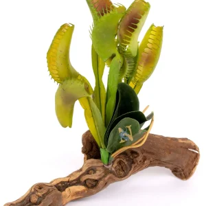 Magnaturals Venus Fly Trap on Driftwood