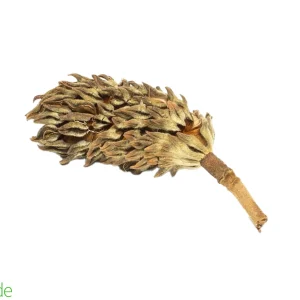 Magnolia Seed Pod for Terrariums & Vivariums