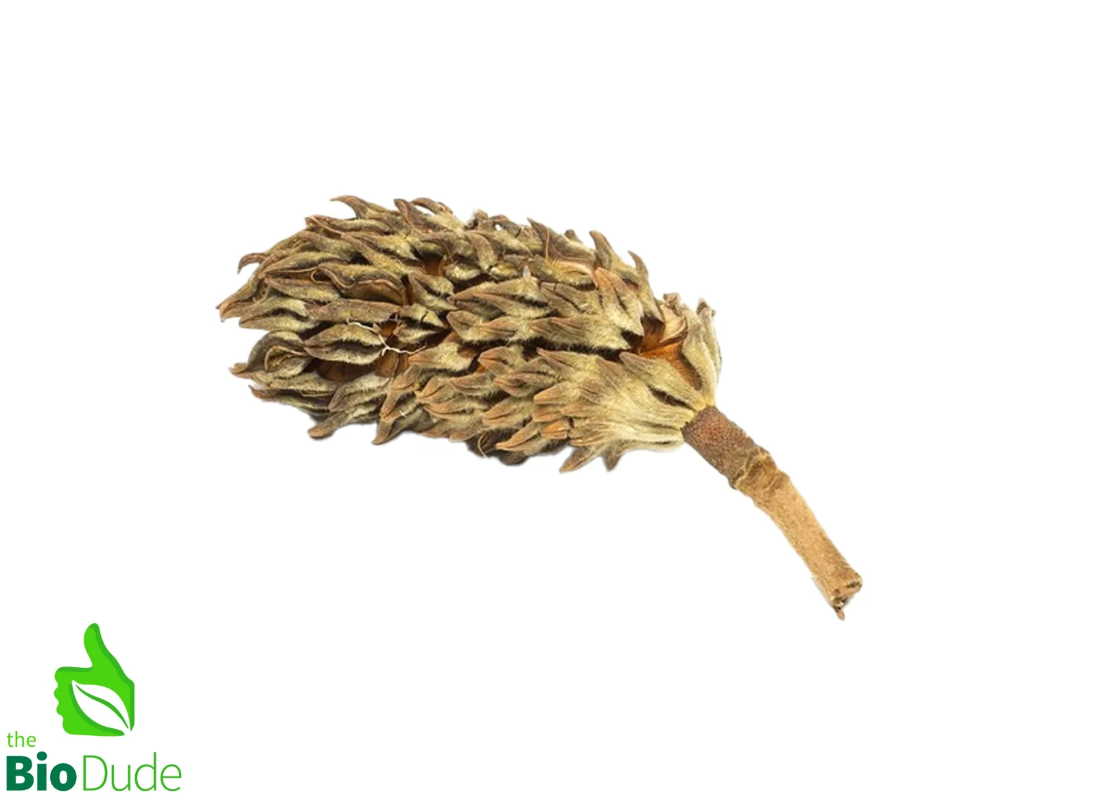 Magnolia Seed Pod for Terrariums & Vivariums