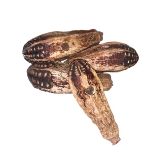 Mahogany Pods