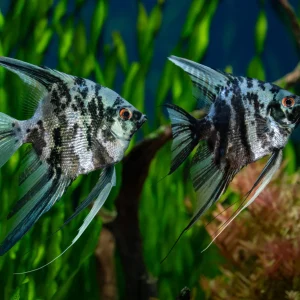 Marble Angelfish