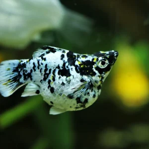 Marble Ballon Molly Fish