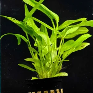 Marble Queen Radican Sword Aquatic Plant