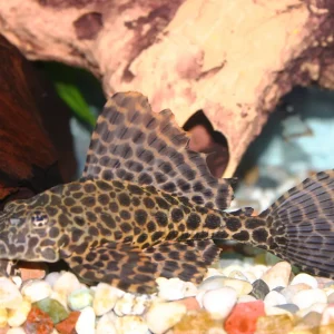 Marble Sailfin Pleco