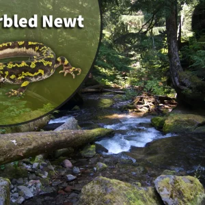 Marbled Newt (Triturus marmoratus) Bioactive Vivarium Kit