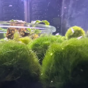 Marimo Moss Balls