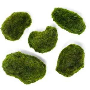 Marimo Moss Pieces (0.5-1.5")