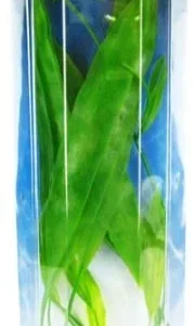 Marina Amazon Sword Plant