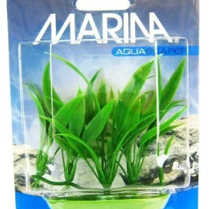 Marina Foreground Crypt Becketti Aquarium Plant