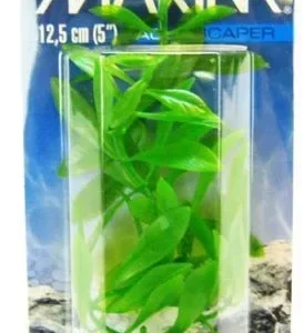 Marina Hygrophila Plant