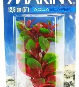 Marina Red Ludwigia Plant