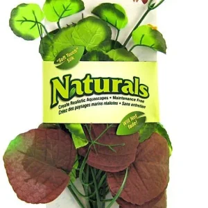 Marina Silk Pennywort Aquarium Plant - Red & Green