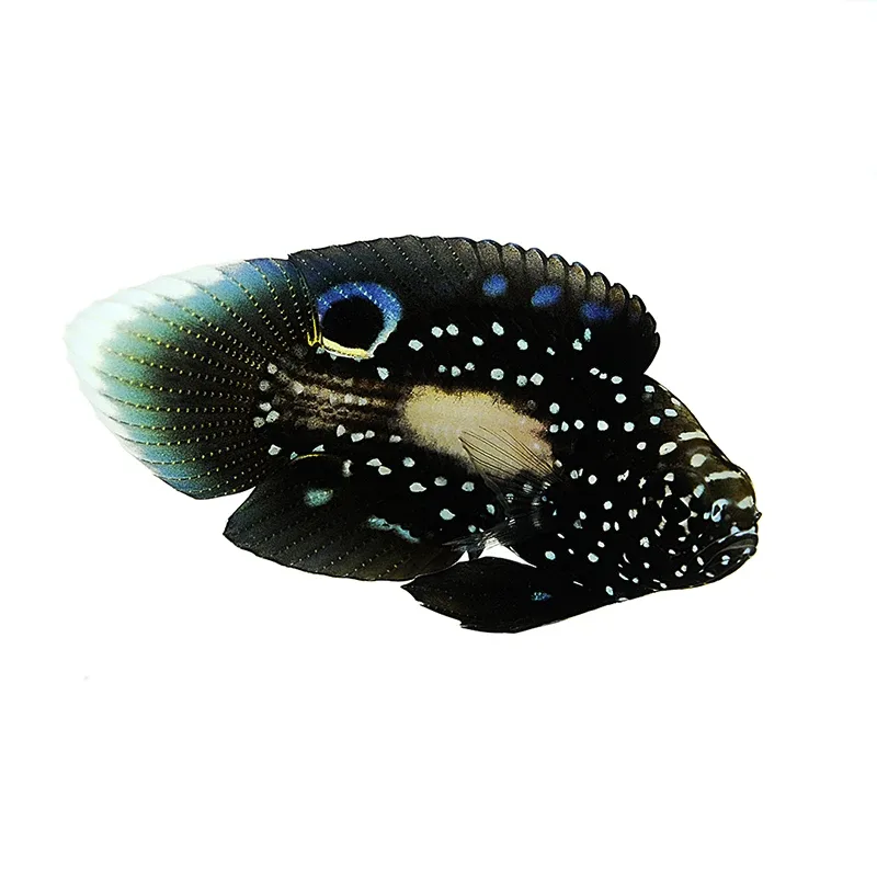 Marine Betta (Calloplesiops altivelis) - ORA