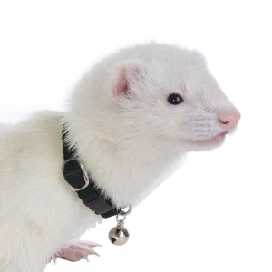 Marshall Ferret Bell Collar Black 3/8 in