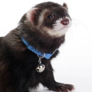 Marshall Ferret Bell Collar Blue 3/8 in
