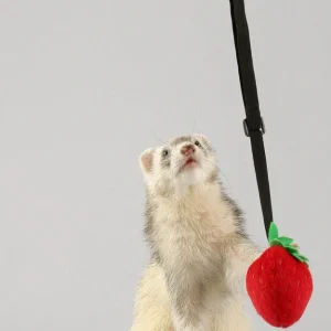 Marshall Ferret Bungee Toy Platypus Pink One Size