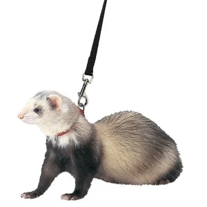 Marshall Ferret Harness and Lead Set Blue